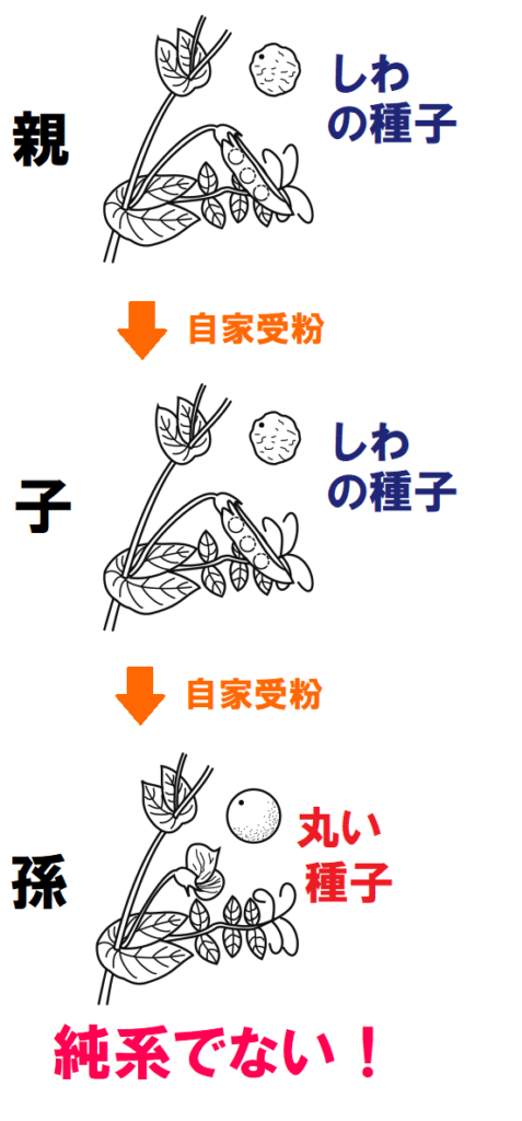 純系でない