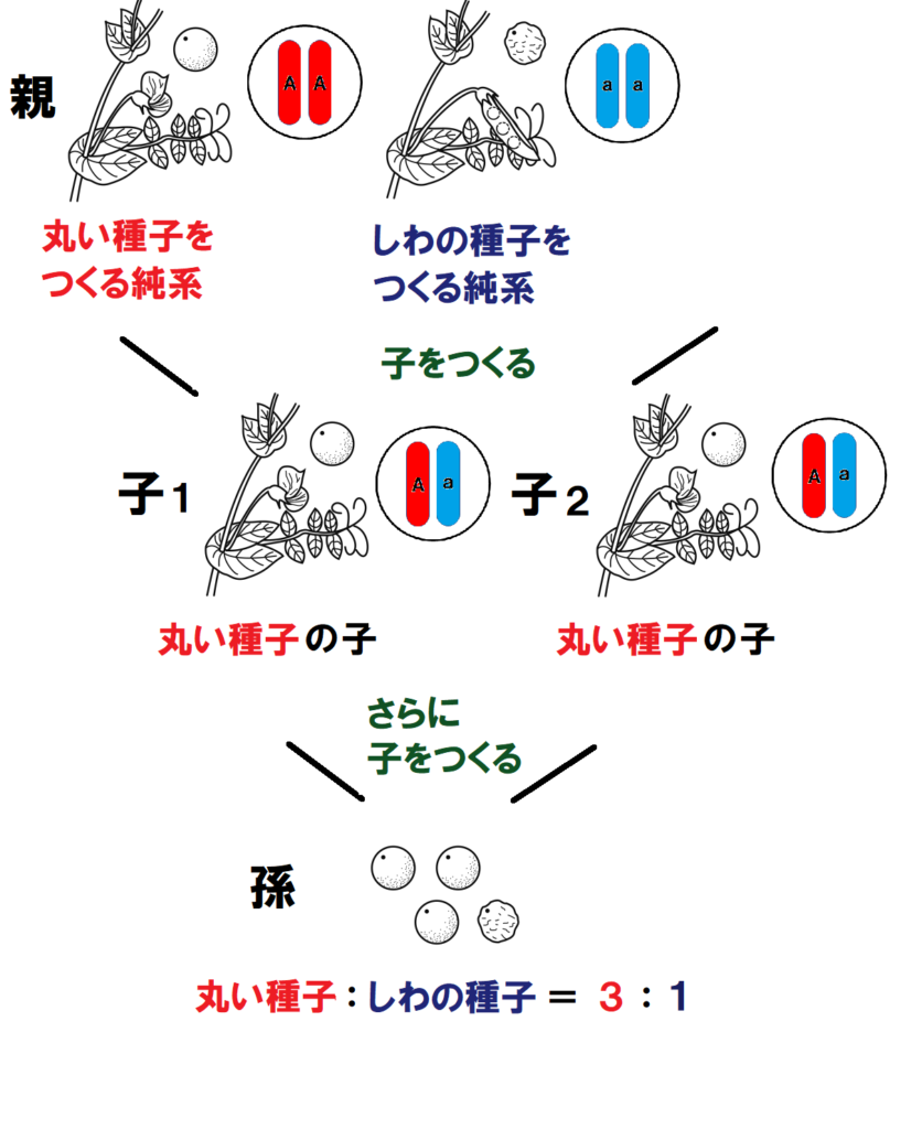 親と子の遺伝子