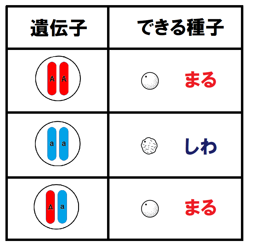 遺伝子と種子の形一覧