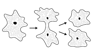 アメーバの分裂