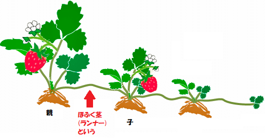 オランダイチゴの栄養生殖