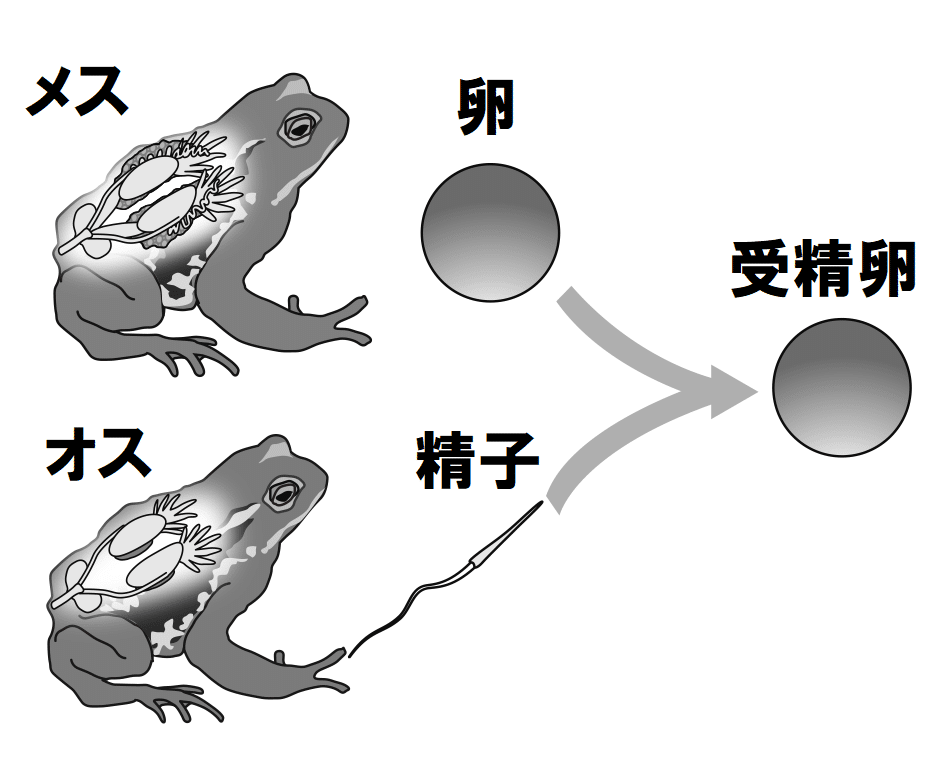 カエルのオスとメス