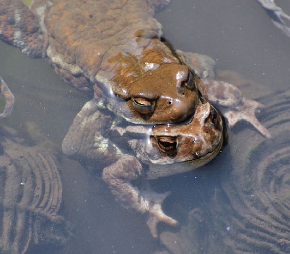 カエルの有性生殖