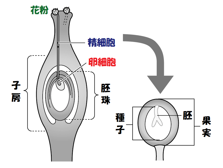 植物の有性生殖