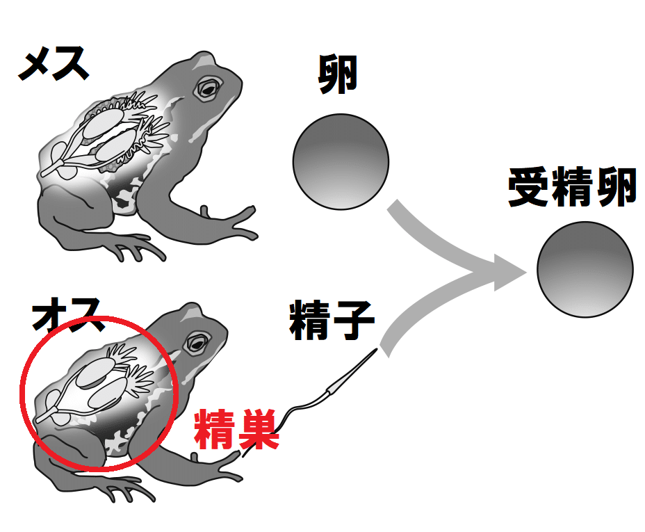 精巣