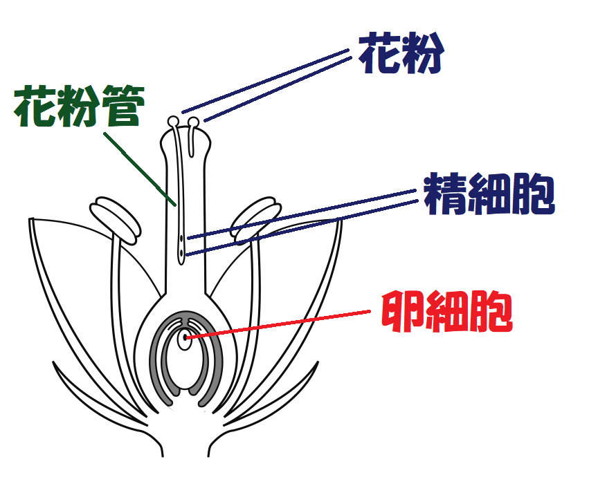 精細胞の移動