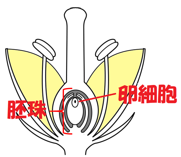 胚珠と卵細胞