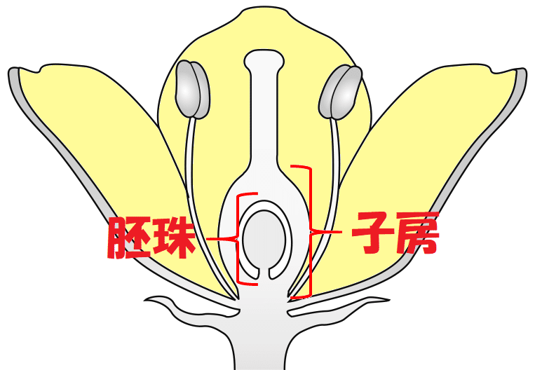 花の断面