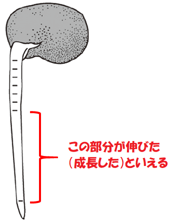 ソラマメの図４