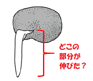 ソラマメの根３