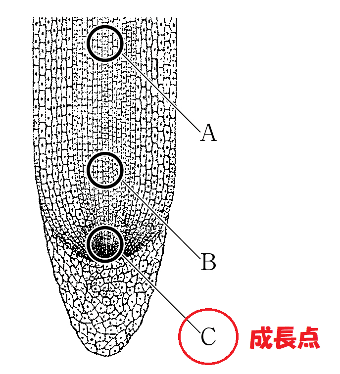 タマネギの根の成長点