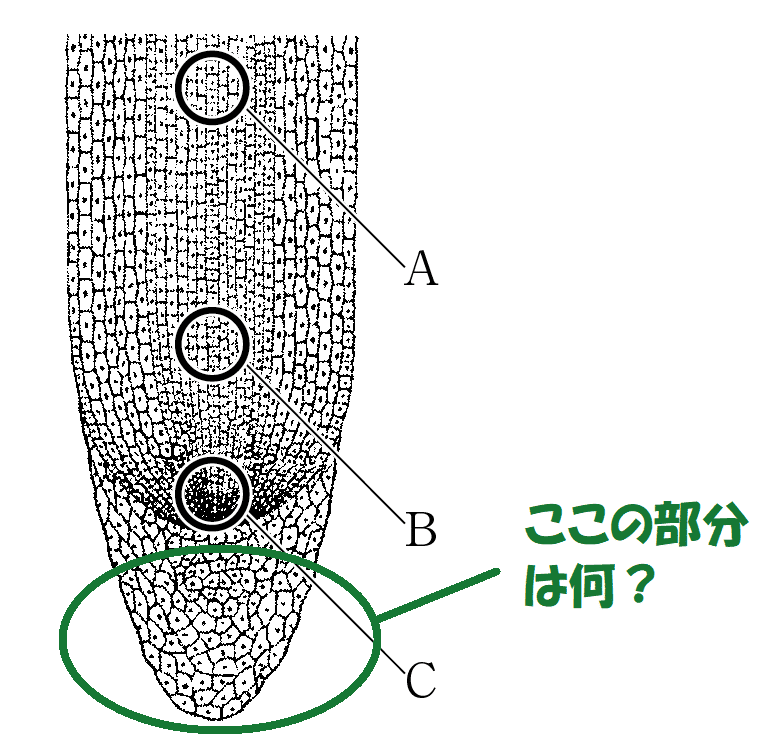 タマネギの根の最も先端