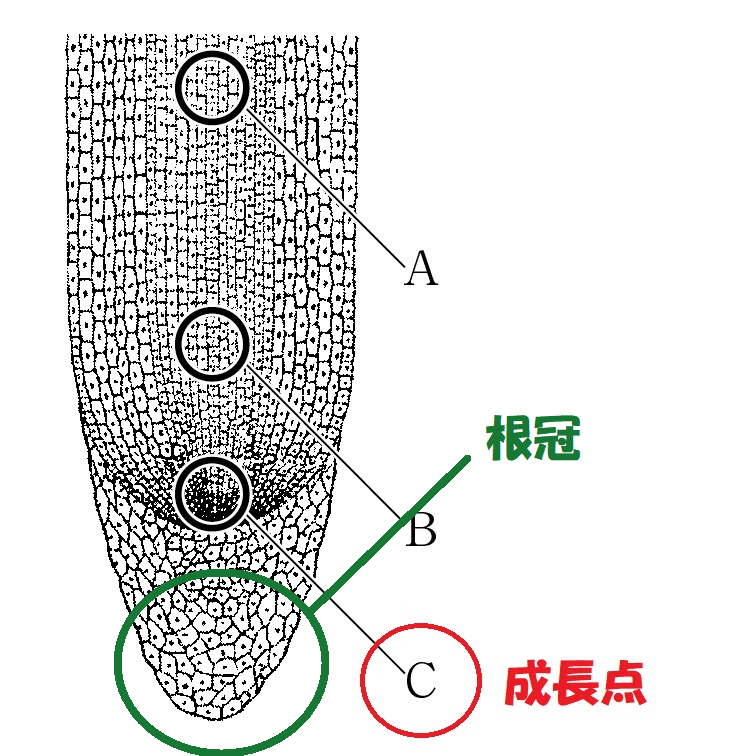 成長点と根冠