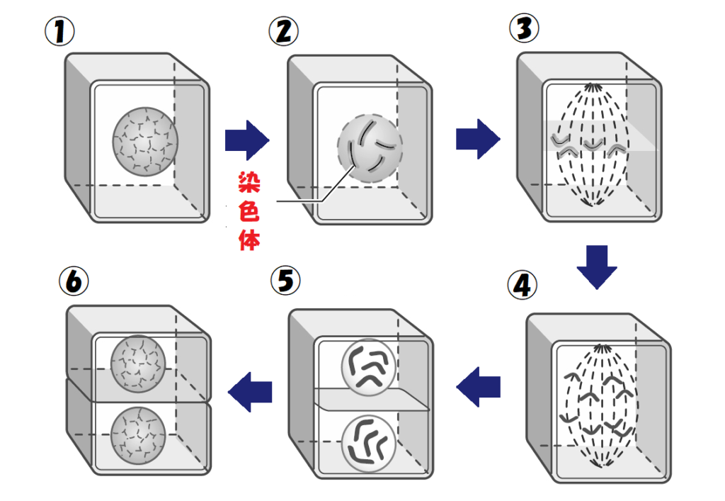 細胞分裂の詳細