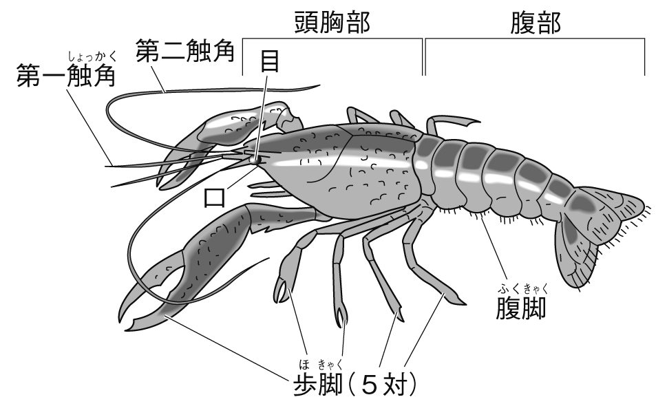 ザリガニ