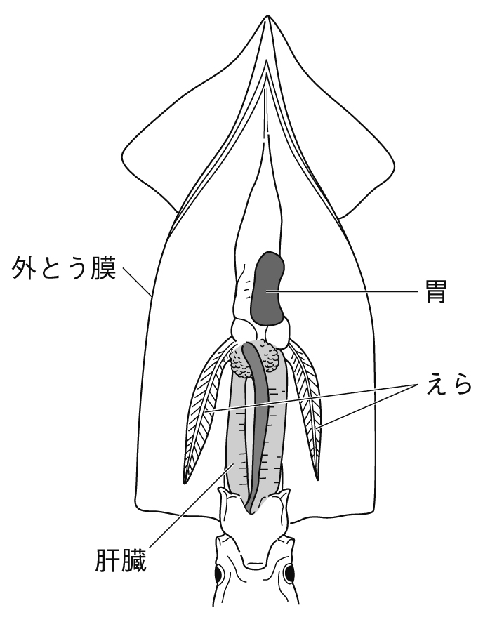 イカの体のつくり