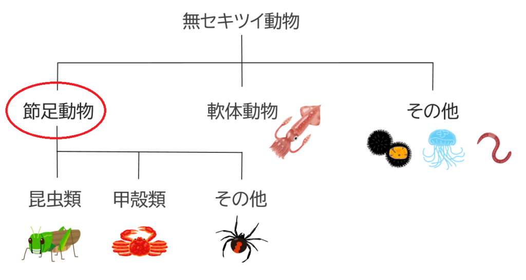 節足動物