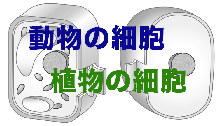 中2生物 | 中学理科の苦手解決サイト |【さわにい】の解説