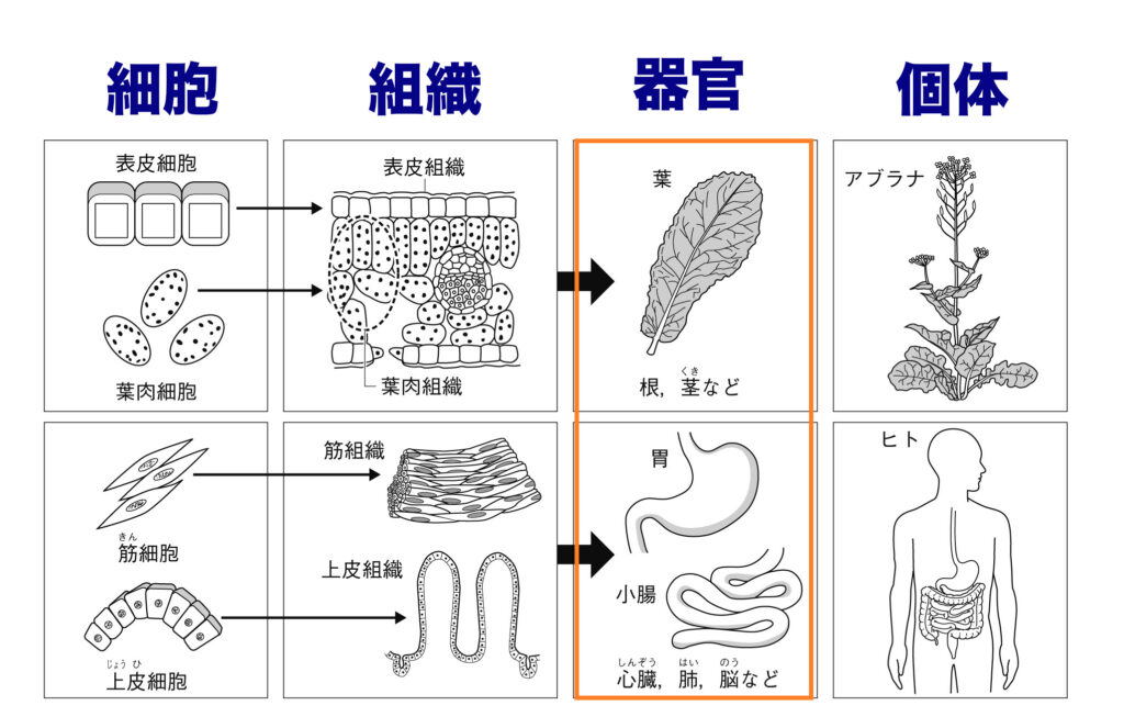 器官