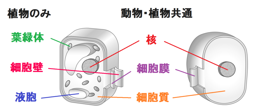 植物と動物の細胞のつくりのまとめ