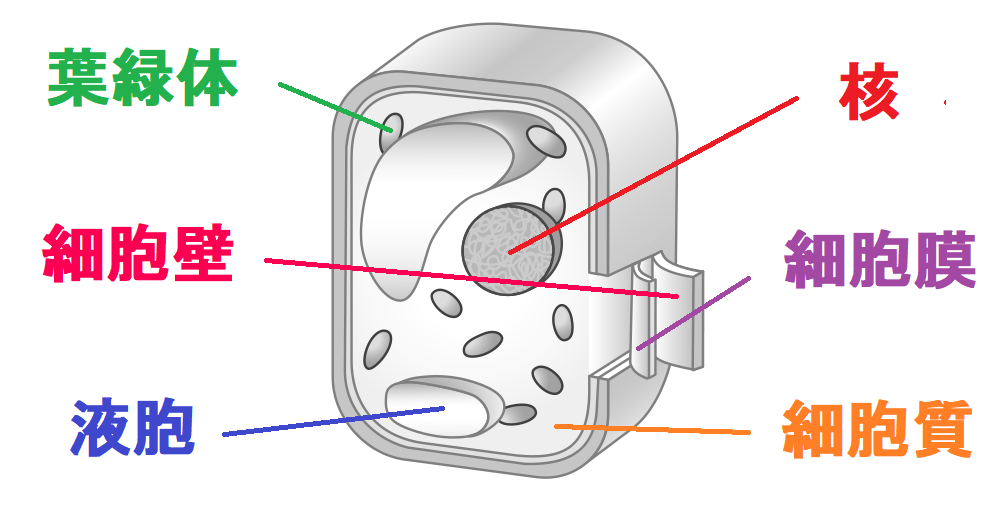 植物の細胞のつくり