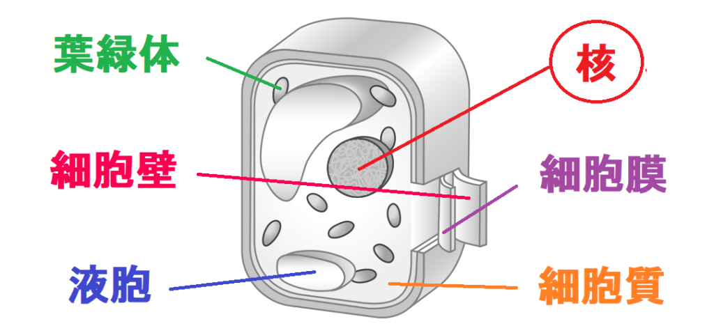植物の細胞の核