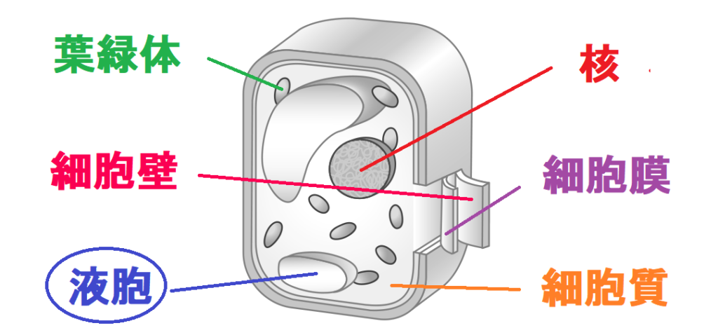 植物の細胞の液胞