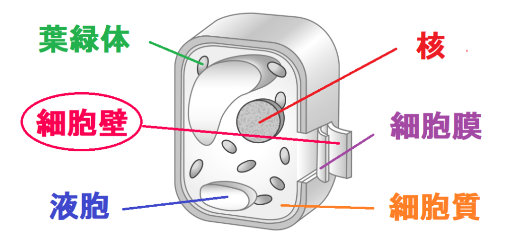 植物の細胞の細胞壁