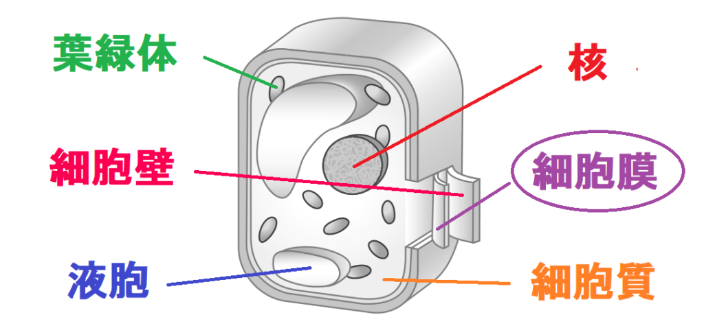 植物の細胞の細胞膜