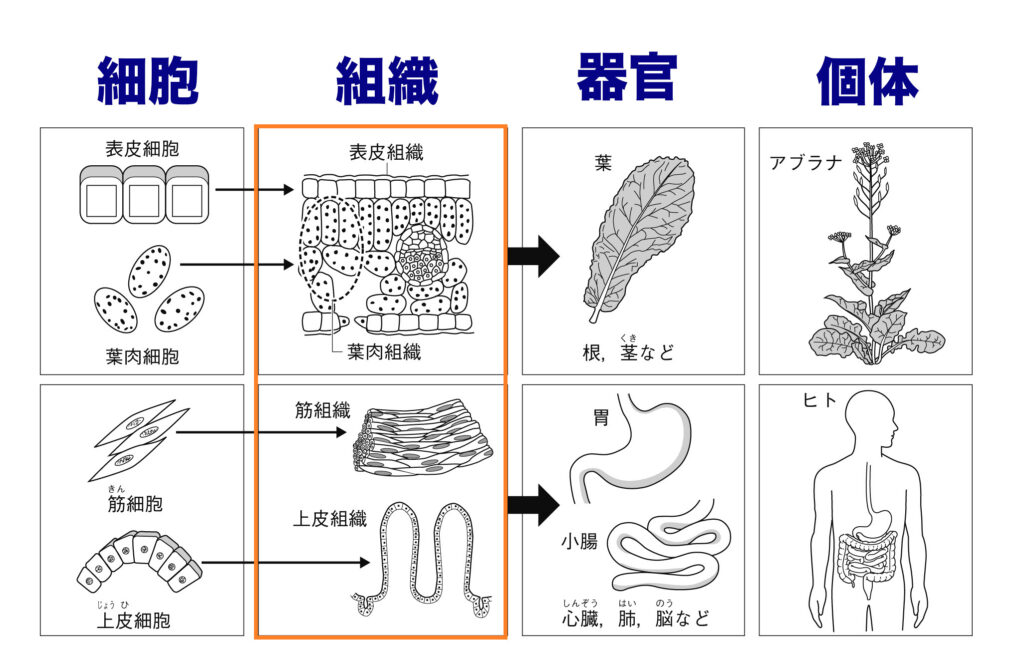 組織