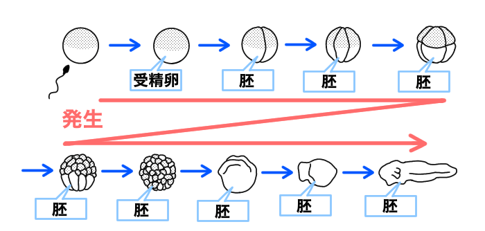 【中学理科】胚と発生の違いをわかりやすく解説!