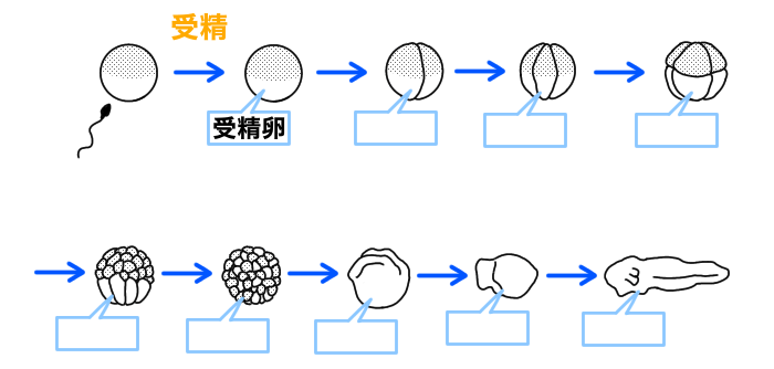 カエルの発生と受精卵