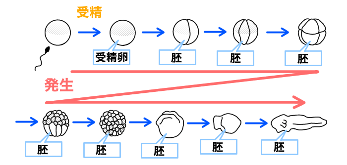 カエルの発生の様子