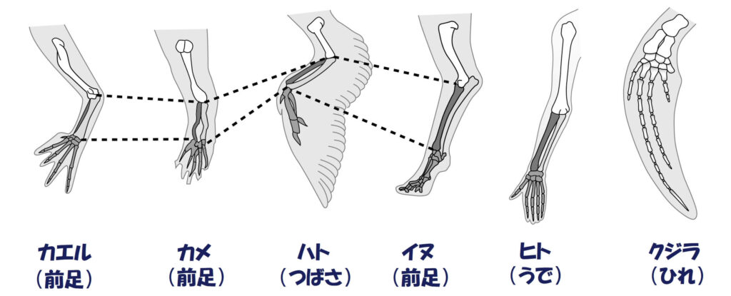 哺乳類の相同器官