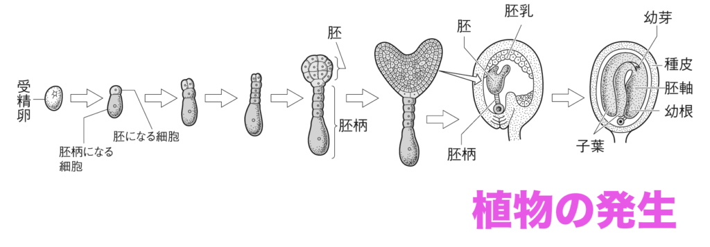 植物の発生