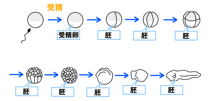 肺と受精