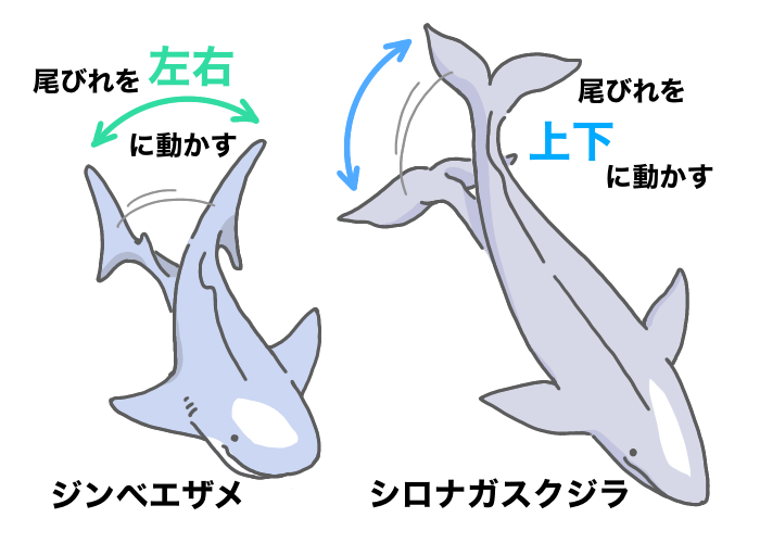 クジラとサメの尾びれ