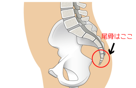ヒトの尾骨
