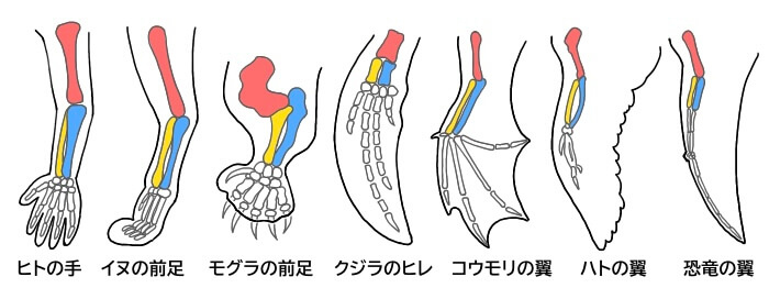 相同器官の例