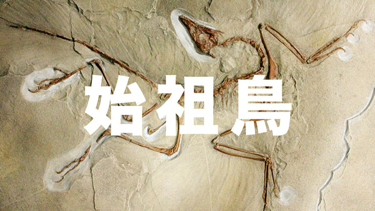 【中学理科】始祖鳥の特徴を完全解説