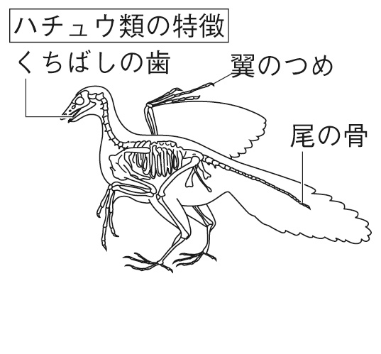 始祖鳥の爬虫類としての特徴