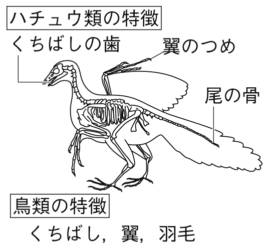 鳥類としての特徴