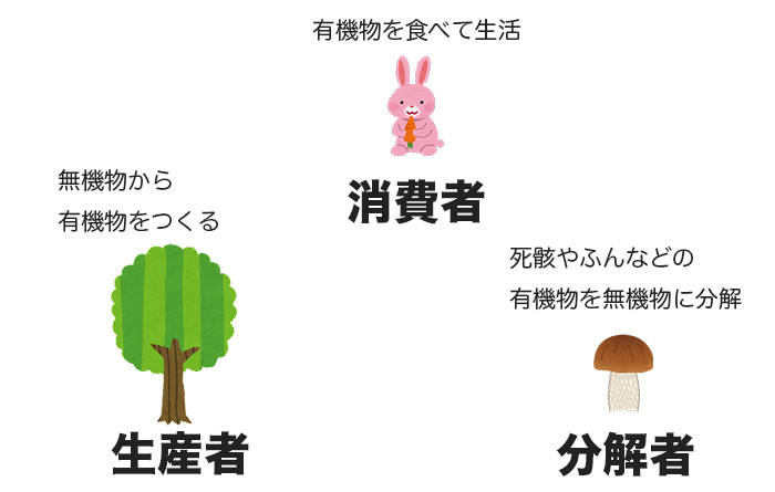 生産者と消費者と分解者の役割