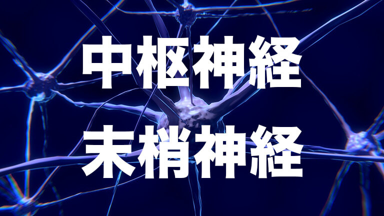 【中学理科】中枢神経と末梢神経の違いをわかりやすく解説!