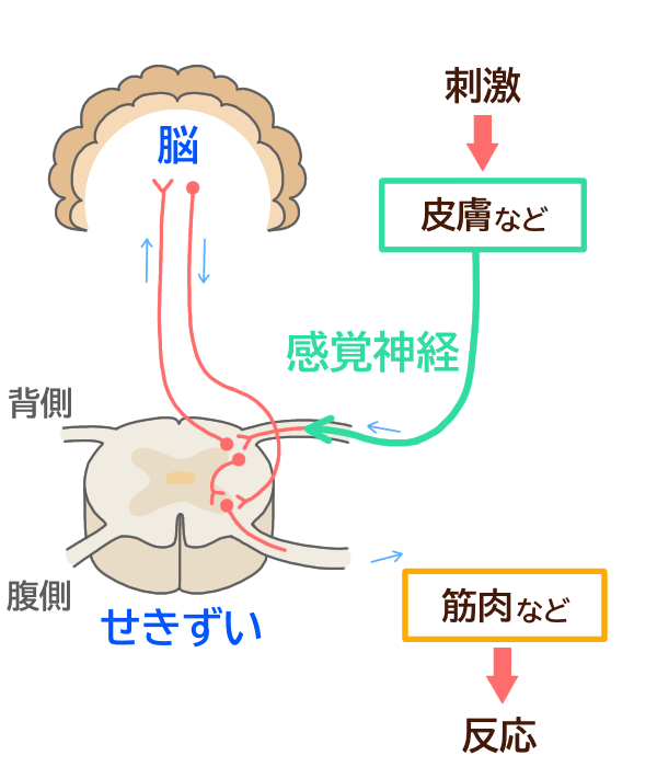 【中学理科】中枢神経と末梢神経の違いをわかりやすく解説!