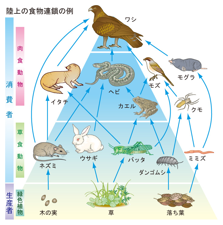 【中学理科】食物連鎖とは?生態系と生物の役割を解説!