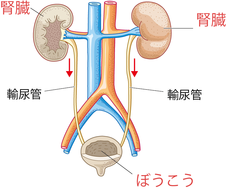 ぼうこう