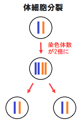 体細胞分裂