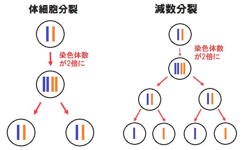 体細胞分裂と減数分裂