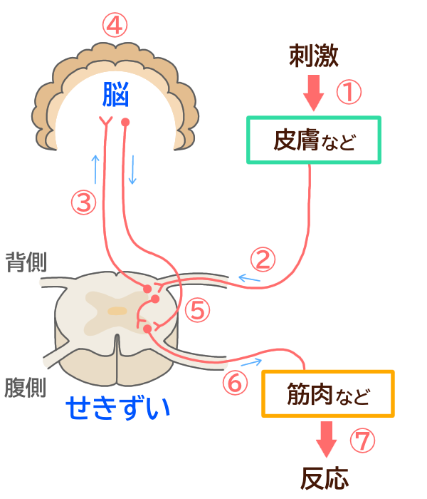 刺激が伝わる順番